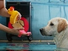 萌管家—要做宠物上门界的“顺丰快递”