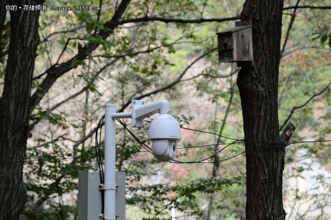 希捷科技携手WWF共同保护野生大熊猫