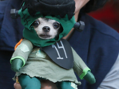 一群汪星人的万圣节 来看看都是什么鬼