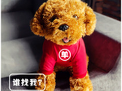 百度开发者大赛现“金点子