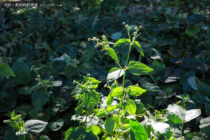 小巧便携颜值高 佳能PowerShot G9X样片