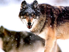 狼性=拼命加班?被创业公司误解的