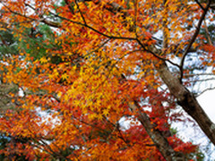 带索尼黑卡RX1RII游日本之雪国白川乡