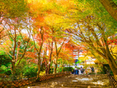 索尼全画幅微单A7遇上关东的最美枫景