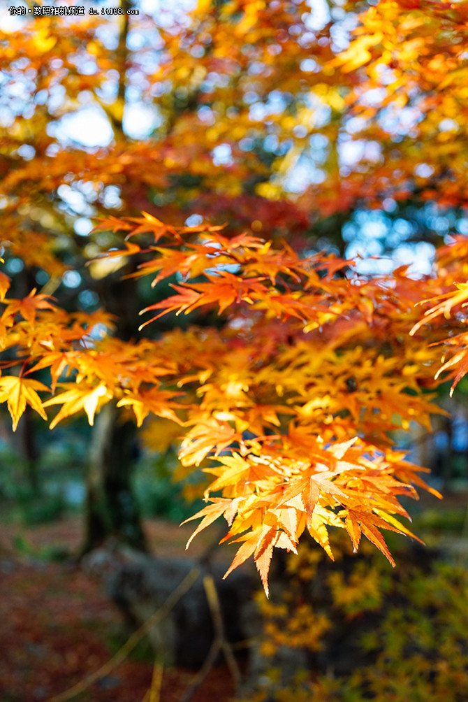 带索尼黑卡RX1RII游日本之雪国白川乡