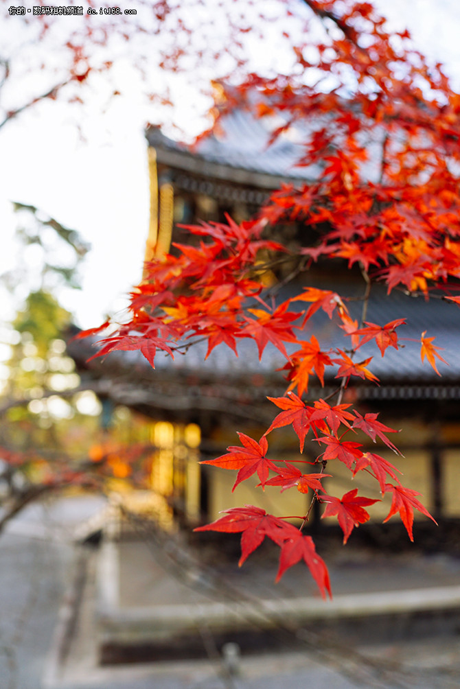 带索尼黑卡RX1RII游日本之雪国白川乡