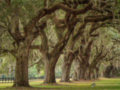 如何利用前景创造出有深度的照片
