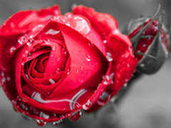 幸福爱情历程 西部数据与你共同记录