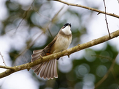 生态摄影的福音 索尼全画幅微单A7RII