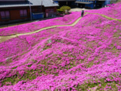 美丽花海背后竟是如此动人的爱情故事