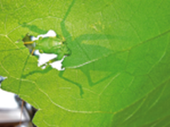 《国家地理》儿童版摄影大赛获奖作品