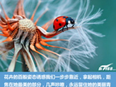 春季拍花全攻略 帮你留住帝都最美春天