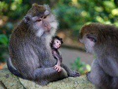 极致对焦 用索尼微单A6300拍摄齐天大圣