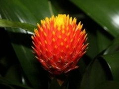 春季人海赏花 三招让你成为摄影大师