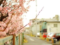 珍贵记忆手中藏  春日好时光莫虚度