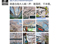 三棵樱花树如何让你假装在日本
