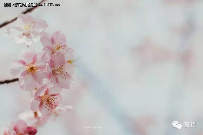 又到一年樱花季日本赏花攻略及拍摄指南-IT16