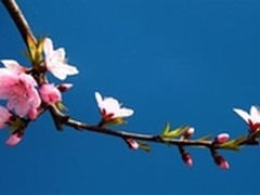 不负春光不负卿清明小假期出行必读攻略