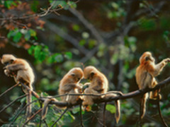 希捷硬盘助中国野生动物摄影师保护自然