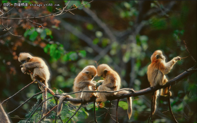 希捷硬盘助中国野生动物摄影师保护自然