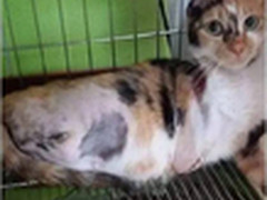 猫被机器绞断三肢 3D打印义肢获新生