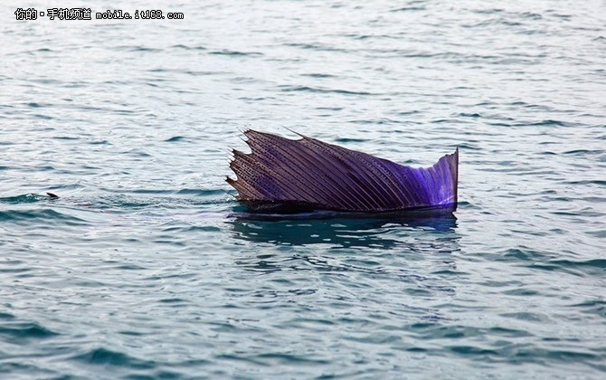 5寸屏+后置指纹 HTC Sailfish配置曝光-IT168 手