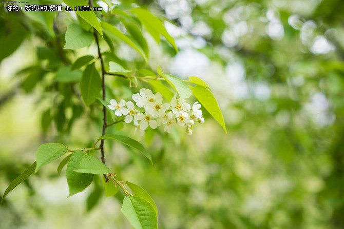 50mm F1.4与55mm F1.8怎么选