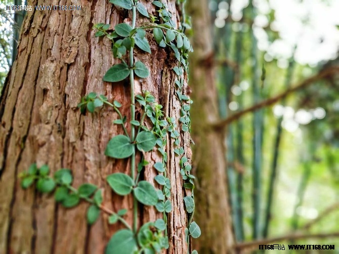 时尚美学 vivo Xplay6磨砂黑有何不同?-IT168 手