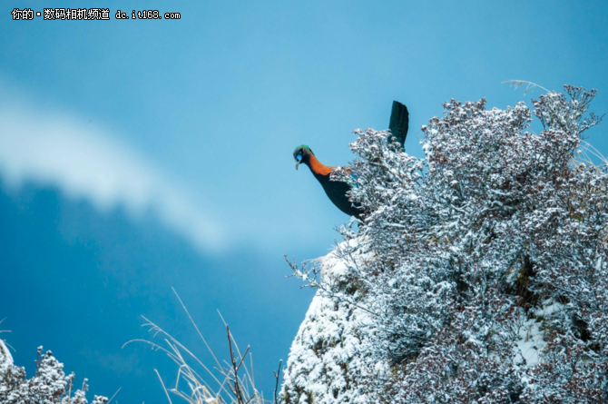 高海拔之恋 1DX Mark II掠影雪山之巅