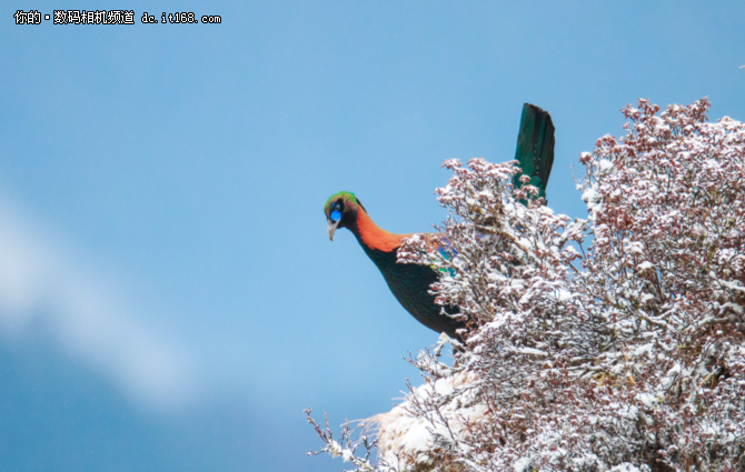 高海拔之恋 1DX Mark II掠影雪山之巅