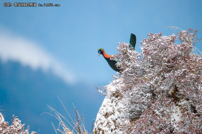 高海拔之恋 1DX Mark II掠影雪山之巅