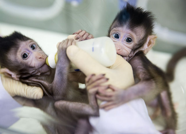 两只克隆猴诞生 为人类医学带来光明前景