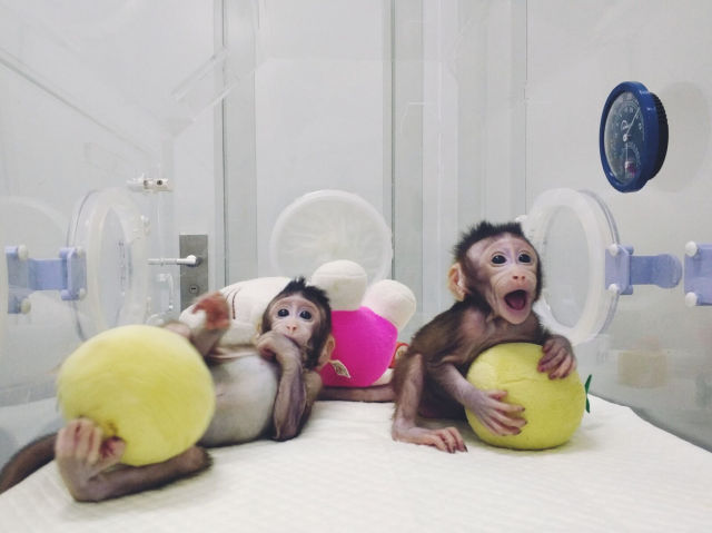 两只克隆猴诞生 为人类医学带来光明前景