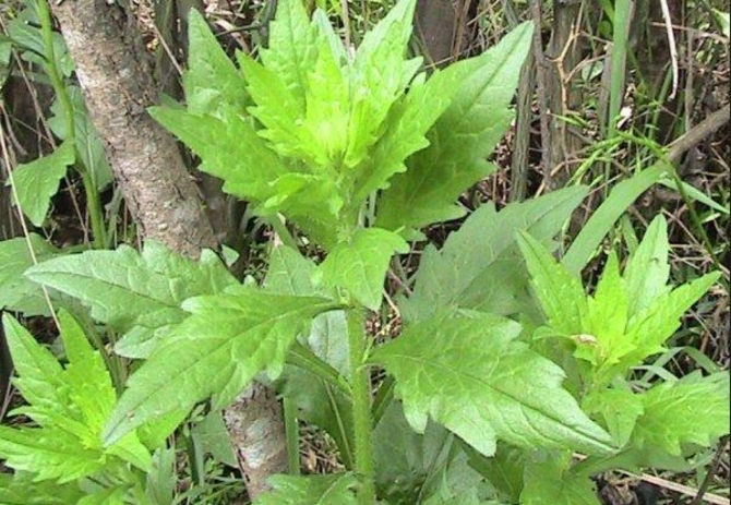 两农妇挖野菜逼停列车我们还能怎样挖野菜