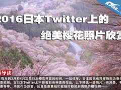 2016日本Twitter上的绝美樱花照片欣赏