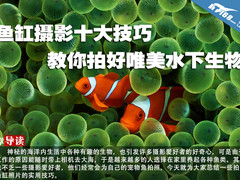 鱼缸摄影十大技巧教你拍好唯美水下生物