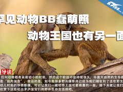 罕见动物BB蠢萌照 动物王国也有另一面