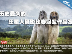 历史最久的汪星人摄影比赛冠军作品赏析