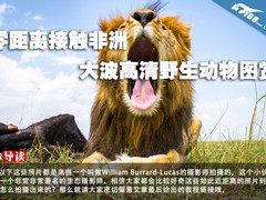 零距离接触非洲 大波高清野生动物图赏