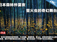 日本森林仲夏夜 萤火虫的奇幻舞台
