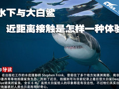 水下与大白鲨近距离接触是怎样一种体验