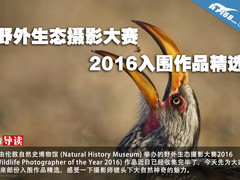 野外生态摄影大赛 2016入围作品精选