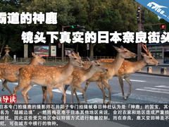 霸道的神鹿 镜头下真实的日本奈良街头