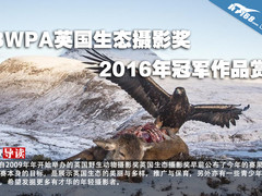 BWPA英国生态摄影奖2016年冠军作品赏