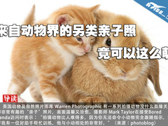 来自动物界的另类亲子照 竟可以这么萌