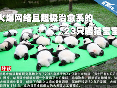 火爆网络且超极治愈系的23只熊猫宝宝
