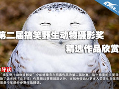 第二届搞笑野生动物摄影奖精选作品欣赏