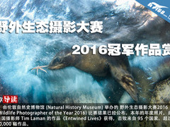 野外生态摄影大赛2016冠军作品赏