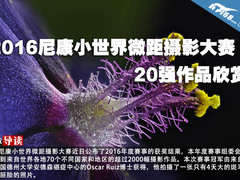 2016尼康小世界微距摄影大赛作品欣赏