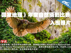 《国家地理》年度自然摄影比赛入围照片